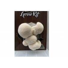 Mushroom Kit - Australian Hericium / Lions mane - Great for making Teas or Extracts - Free Shipping